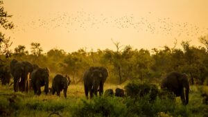 Rajiv Gandhi (Rameswaram) National Park Andhra Pradesh