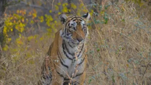 Ramgarh Vishdhari Tiger Reserve Rajasthan