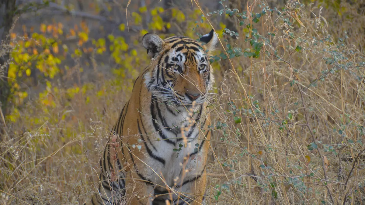 Ramgarh Vishdhari Tiger Reserve Rajasthan