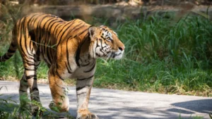 Sirivilliputhur Meghamalai Tiger Reserve Tamil Nadu