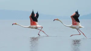 Sultanpur National Park Haryana