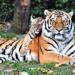 Sunderban National Park West Bengal