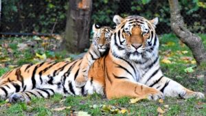 Sunderban National Park West Bengal