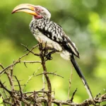 Tadoba Forest
