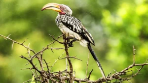 Tadoba Forest