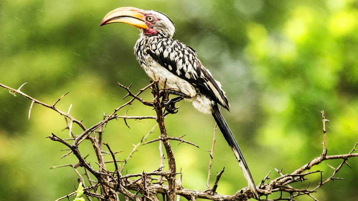 Tadoba Forest