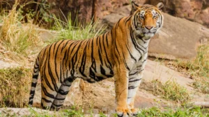 Tadoba National Park