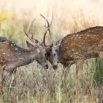 Tadoba National Park Maharashtra