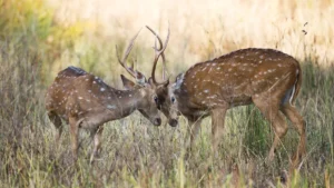 Tadoba National Park Maharashtra