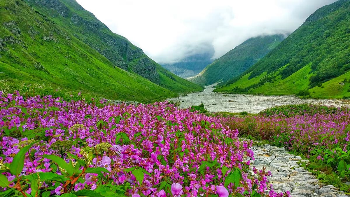 Valley of Flowers NATIONAL PARK Uttarakhand