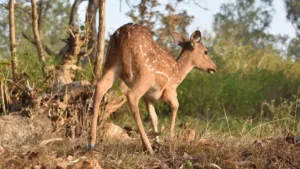 Vansda National Park Gujarat