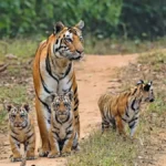 Achanakmar Tiger Reserve Chhattisgarh