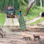 Bandipur National Park & Bandipur Tiger Reserve Karnataka