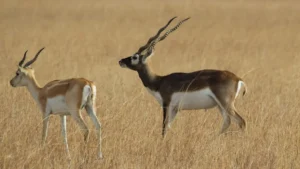 Blackbuck (Velavadar) National Park Gujarat