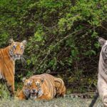 Buxa tiger reserve & National Park West Bengal