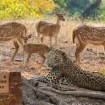 Ranthambore National Park Rajasthan