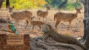 Ranthambore National Park Rajasthan