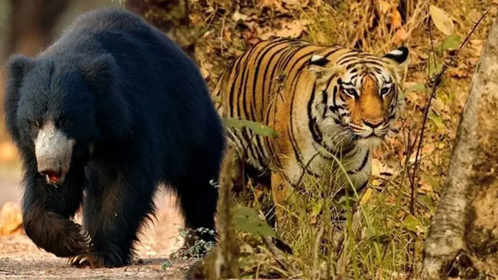 Sanjay Dubari Tiger Reserve & National Park Madhya Pradesh