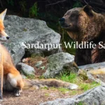 Sardarpur Wildlife Sanctuary