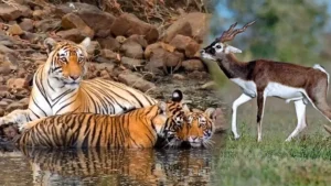 Sariska National Park Rajasthan