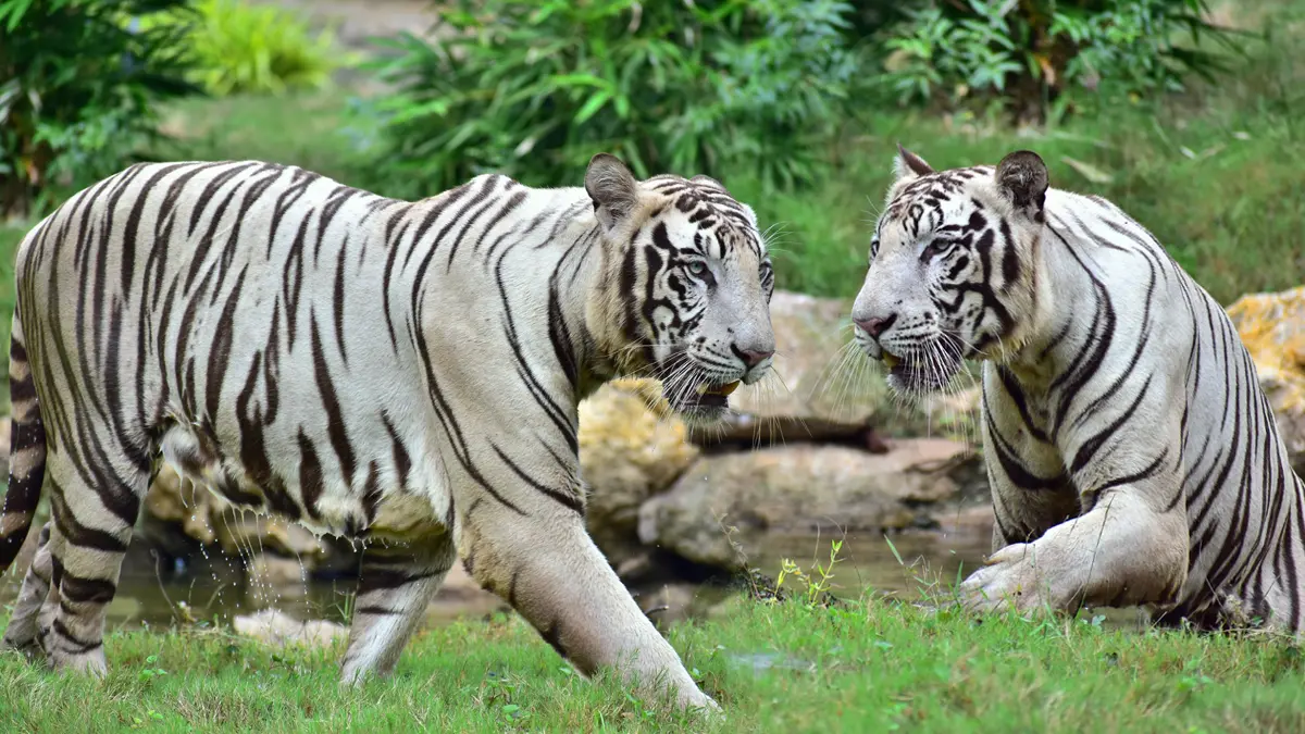 Satpura Tiger Reserve Madhya Pradesh