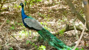 Adichunchanagiri Hills Wildlife Sanctuary Karnataka