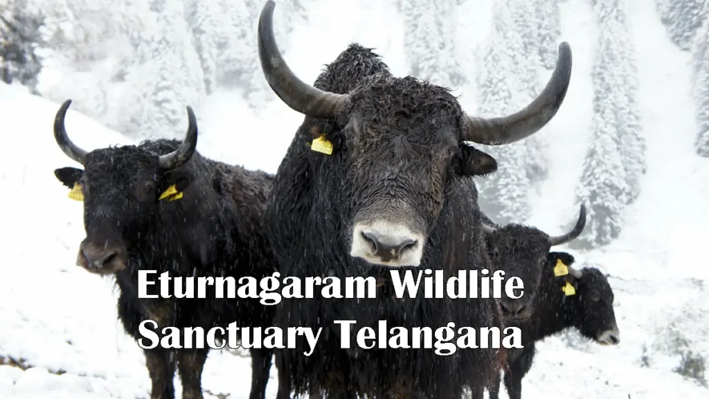 Eturnagaram Wildlife Sanctuary Telangana