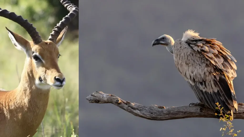 Gangaikondam Spotted Dear Wildlife Sanctuary Tamil Nadu