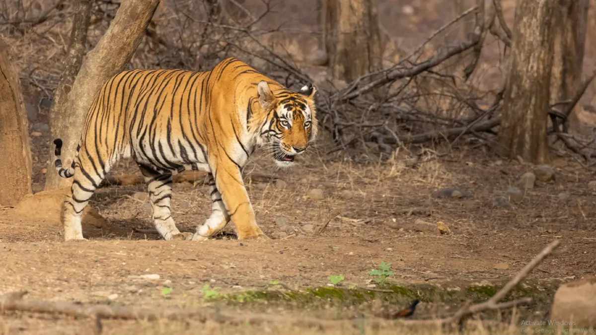 Ranipur Sanctuary Uttar Pradesh