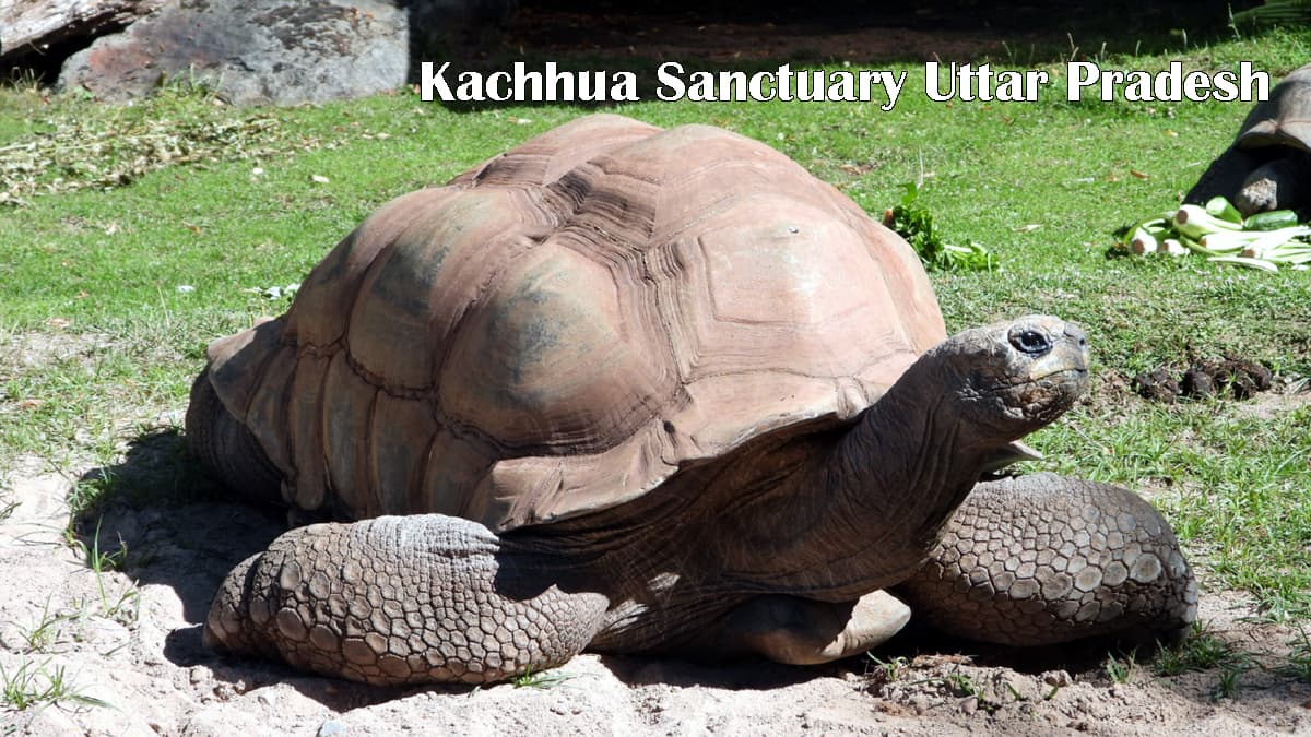 Kachhua Sanctuary Uttar Pradesh