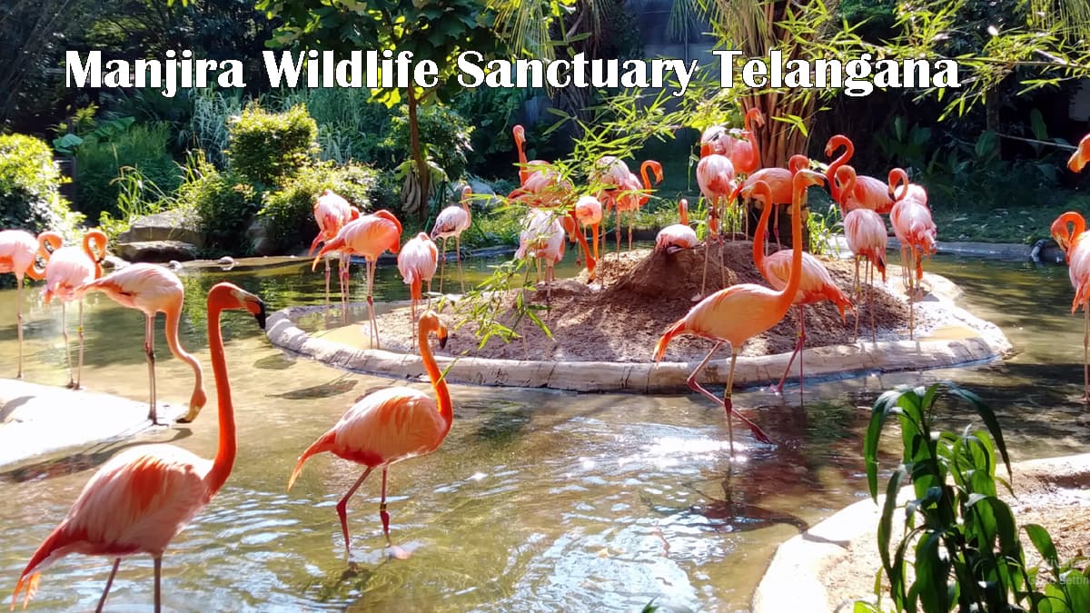 Manjira Wildlife Sanctuary Telangana