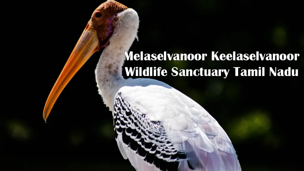 Melaselvanoor Keelaselvanoor Wildlife Sanctuary Tamil Nadu