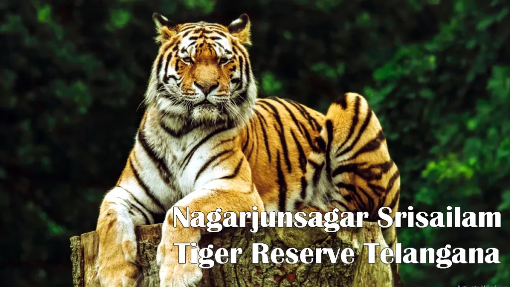 Nagarjunsagar Srisailam Tiager Reserve Telangana