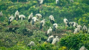 Okhla Sanctuary Uttar Pradesh