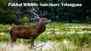 Pakhal Wildlife Sanctuary Telangana