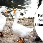 Patna Bird Sanctuary Uttar Pradesh