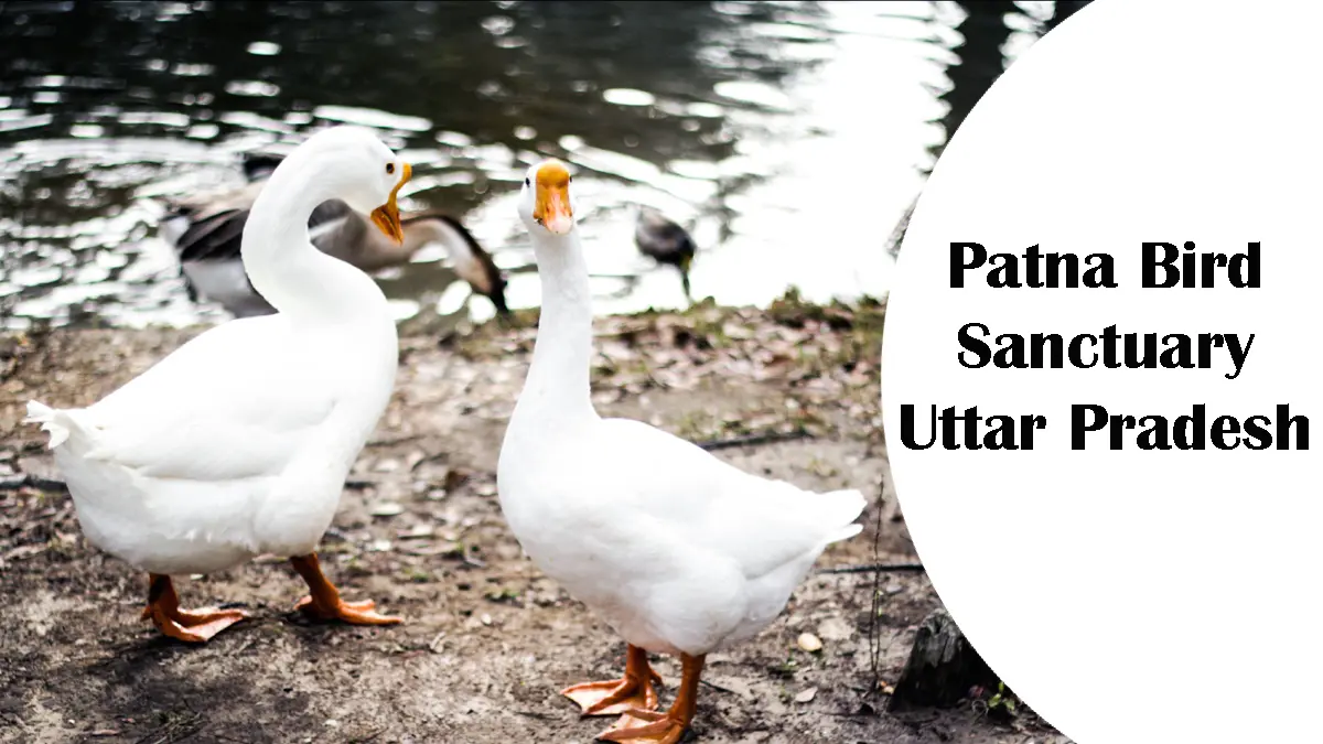 Patna Bird Sanctuary Uttar Pradesh Aryan Go