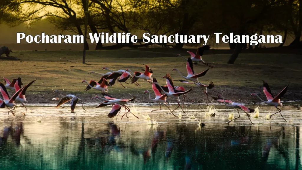 Pocharam Wildlife Sanctuary Telangana