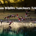 Pocharam Wildlife Sanctuary Telangana