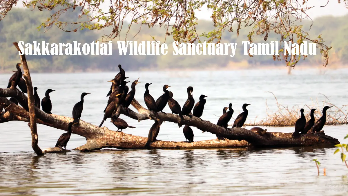 Sakkarakottai Wildlife Sanctuary Tamil Nadu
