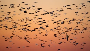 Saman Bird Sanctuary Uttar Pradesh