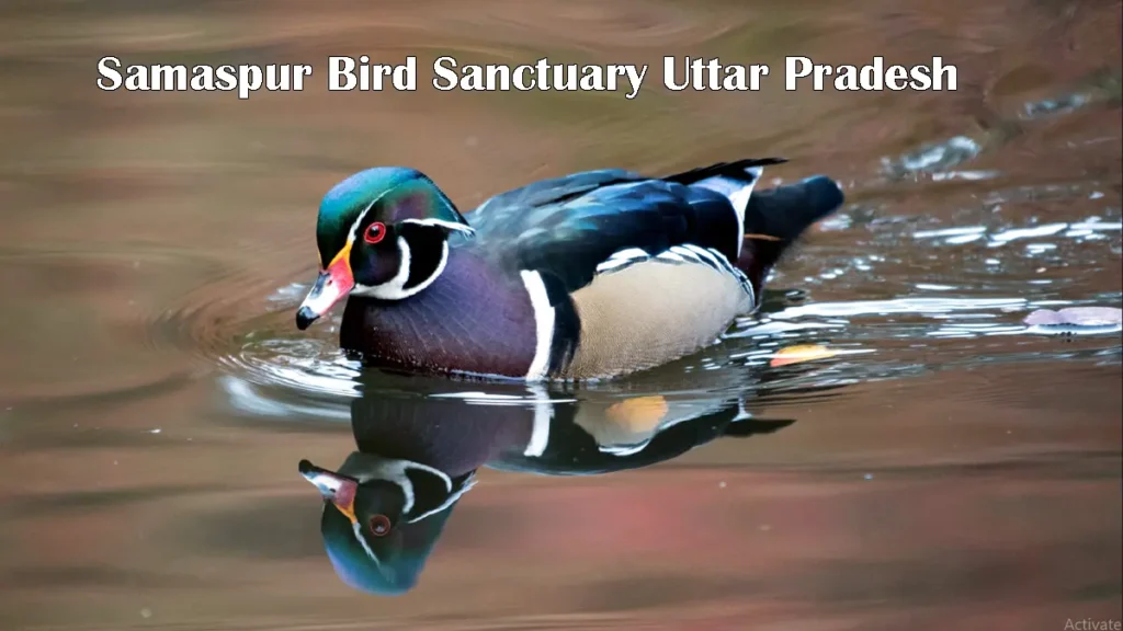 Samaspur Bird Sanctuary Uttar Pradesh