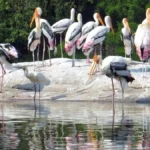 Sandi Bird Sanctuary Uttar Pradesh