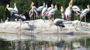 Sandi Bird Sanctuary Uttar Pradesh