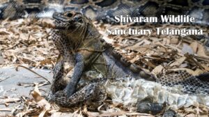 Shivaram Wildlife Sanctuary Telangana