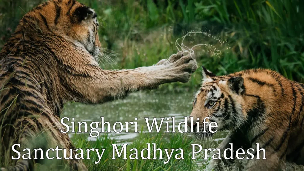 Singhori Wildlife Sanctuary Madhya Pradesh