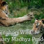 Singhori Wildlife Sanctuary Madhya Pradesh