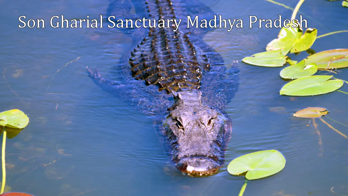 Son Gharial Sanctuary Madhya Pradesh
