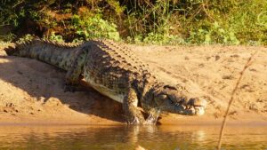 Ken Gharial Sanctuary Madhya Pradesh