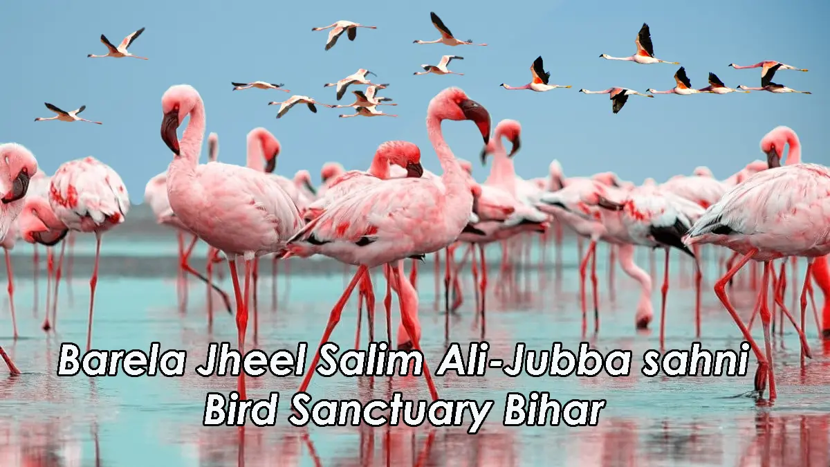 Barela Jheel Salim Ali-Jubba sahni Bird Sanctuary Bihar